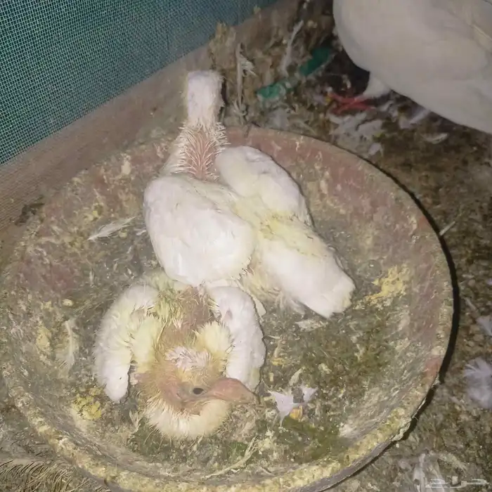 حمام لاحم فرنساوي منتج 0