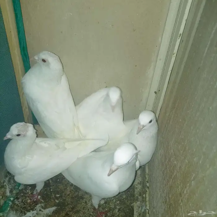 حمام لاحم فرنساوي منتج 4