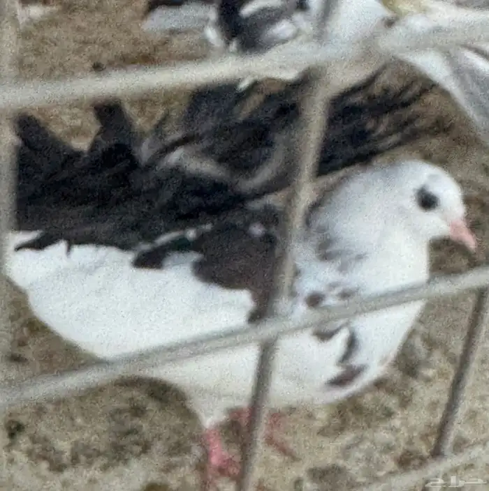 طبات رقاص هولندي 0