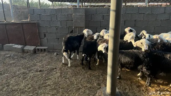 نعاج نجد مع الفحل 1