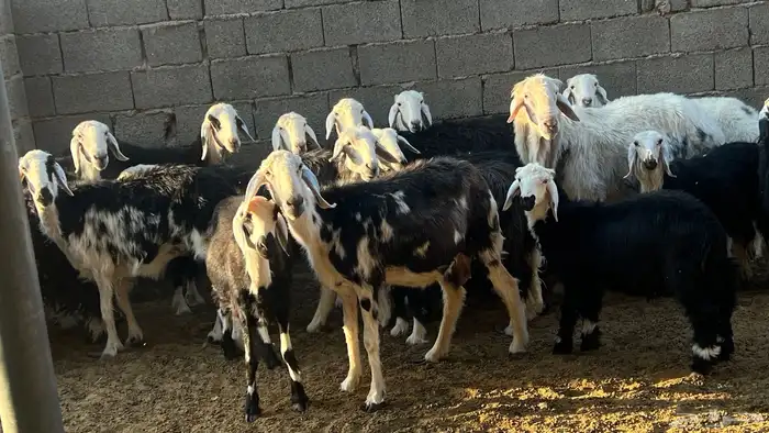 نعاج نجد مع الفحل 3