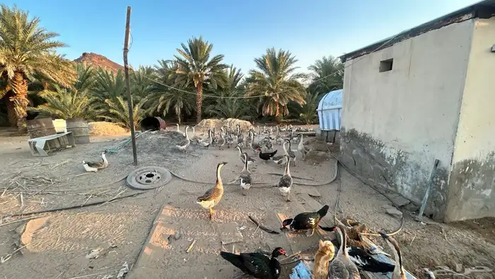 وز عراقي (كوبرا) 2