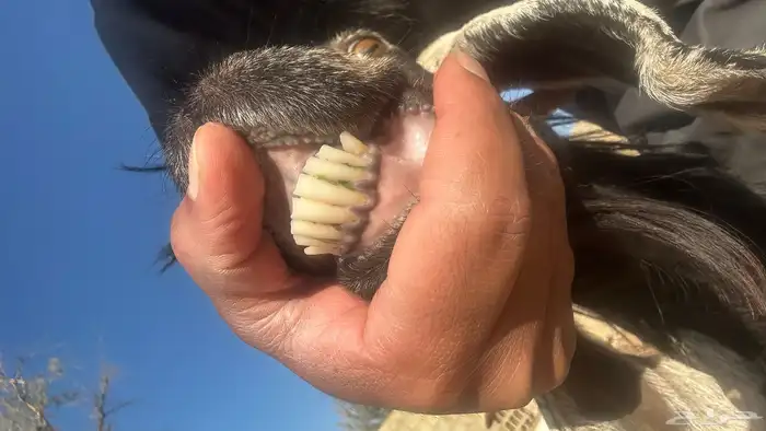 عنز تحتها 2 تم البيع 3