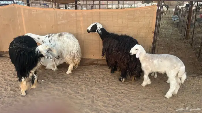 غنم نجد ولد 1