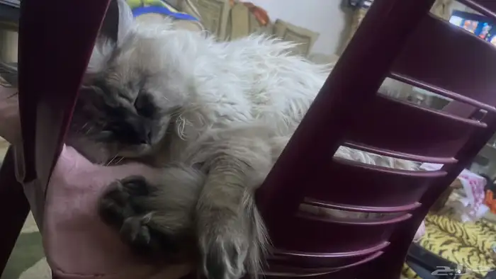 قط شيرازي للرعاية لمدة شهر ونصف فقط لأجل السفر 0