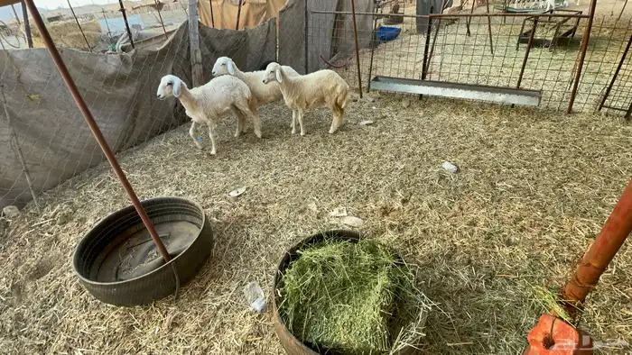 رخال حريه عدد3 مراح واحد 0