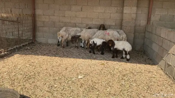 غنم مواليد نعيم 3