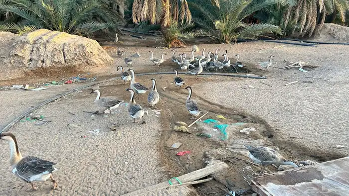 وز عراقي (كوبرا) 0