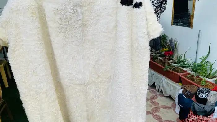 طفيلي يعني فروة غنم بلدي بسعر الجملة بل جملة الجملة 34