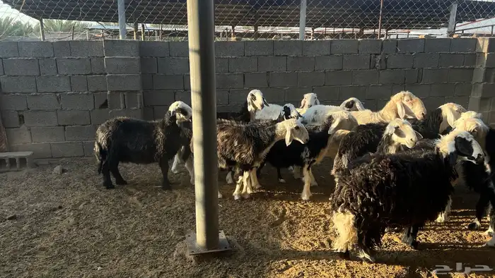 نعاج نجد مع الفحل 0