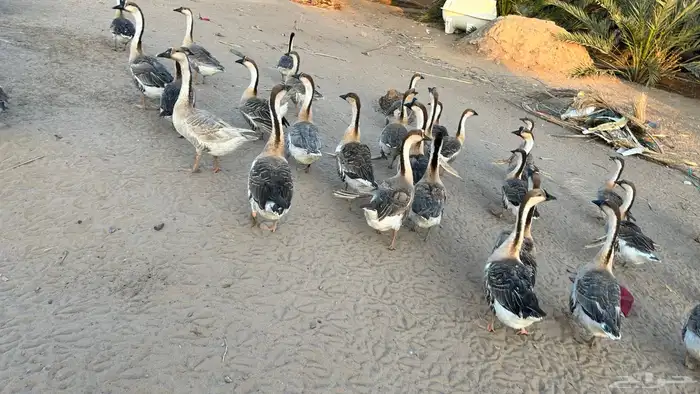 وز عراقي (كوبرا) 4