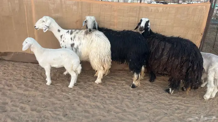 غنم نجد ولد 0