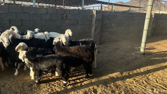 نعاج نجد مع الفحل 2