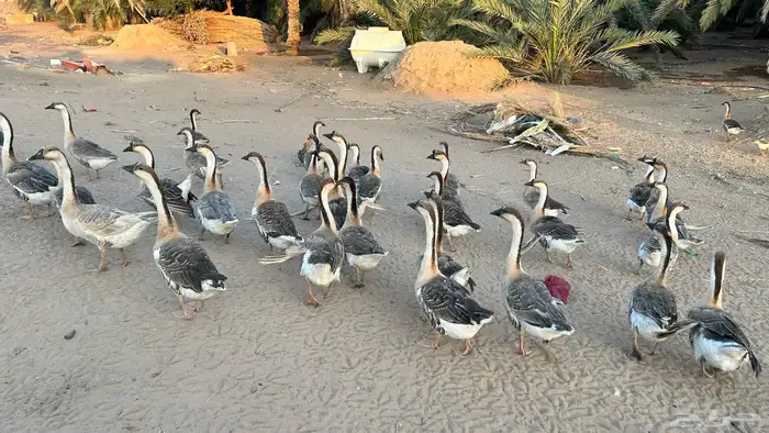 وز عراقي (كوبرا) 3