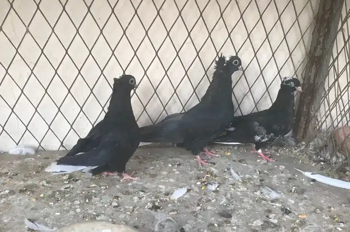 حمام صربي وفرايد زينه 5