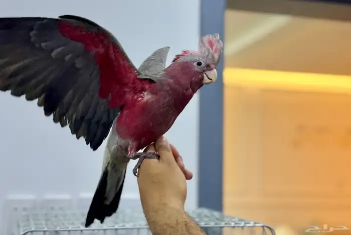 فرخ كوكاتو قالا 0