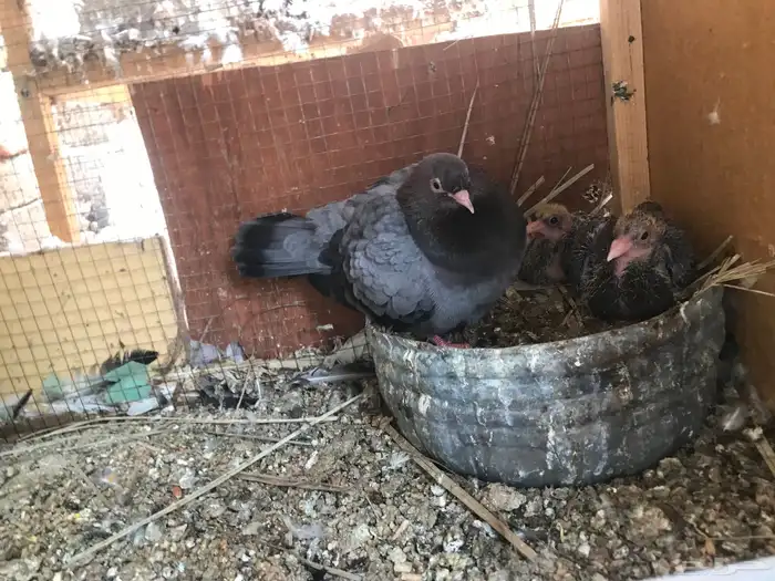 صنعاني اصيل شيبه 19