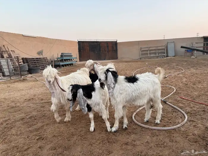 تيوس طيبه عدد 5 سومها 1060 5