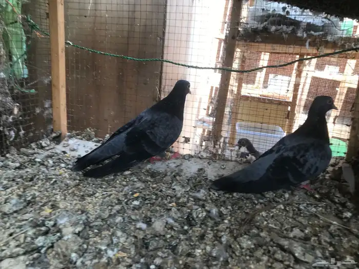 صنعاني اصيل شيبه 25