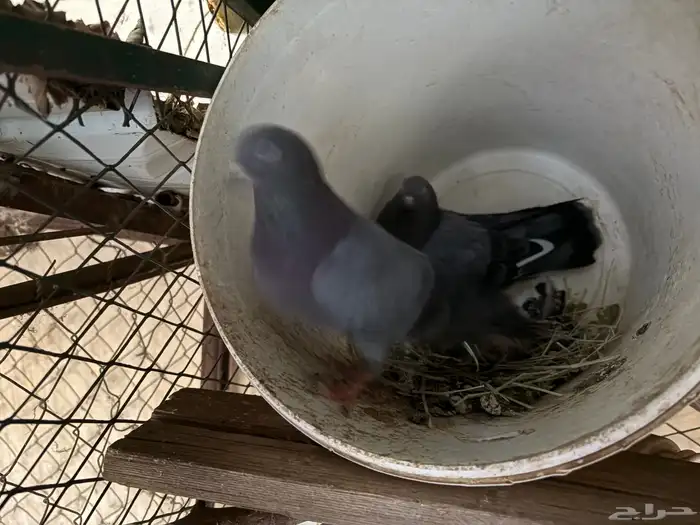 جوز صنعاوي 1