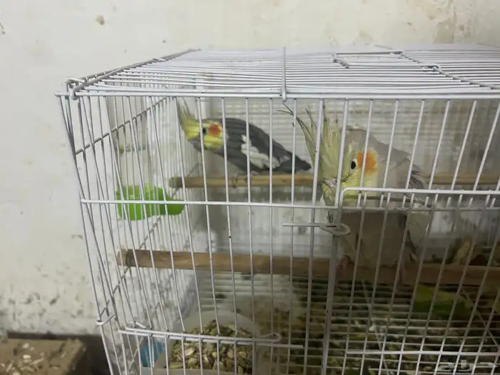 سلام عليكم جوز كروان منتاج 2