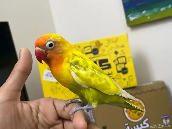 فيشر اليف تم البيع الي يبي طيور يتواصل معي 3