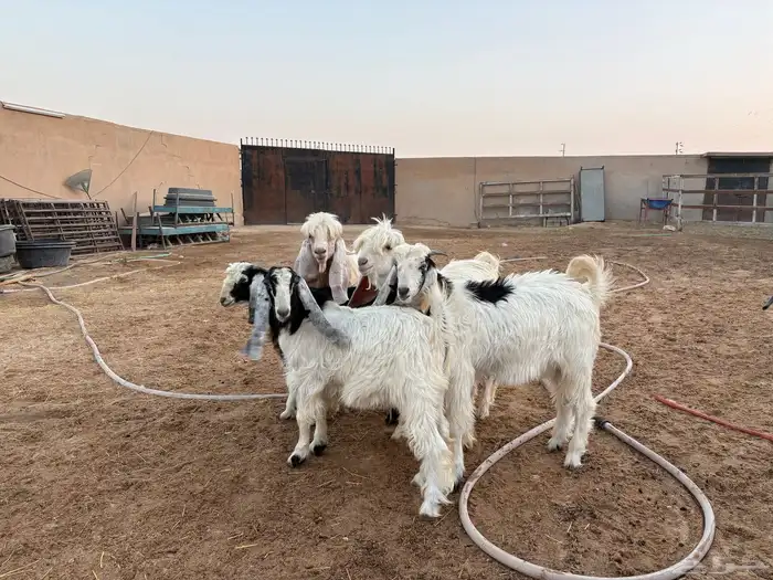 تيوس طيبه عدد 5 سومها 1060 7