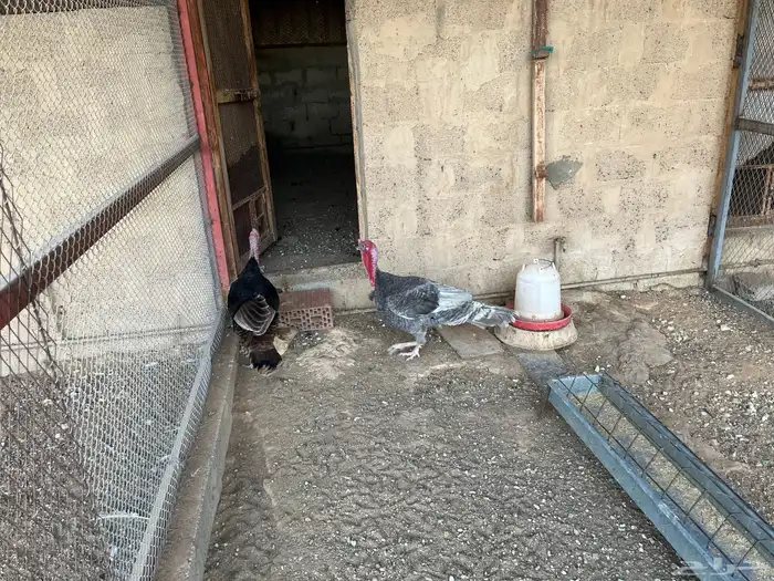 ديوك رومي للبيع 9