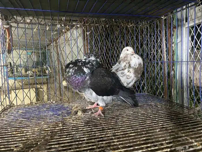 حمام الإسباني إناث 0