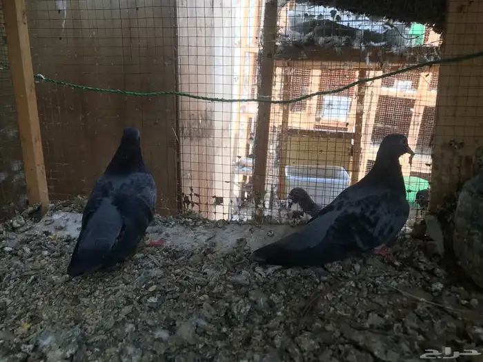 صنعاني اصيل شيبه 26