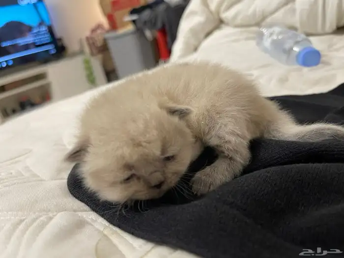 الرياض حي المونسية 0