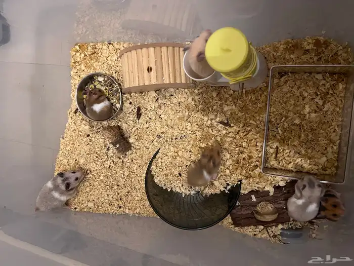 6 هامسترات سورية 3