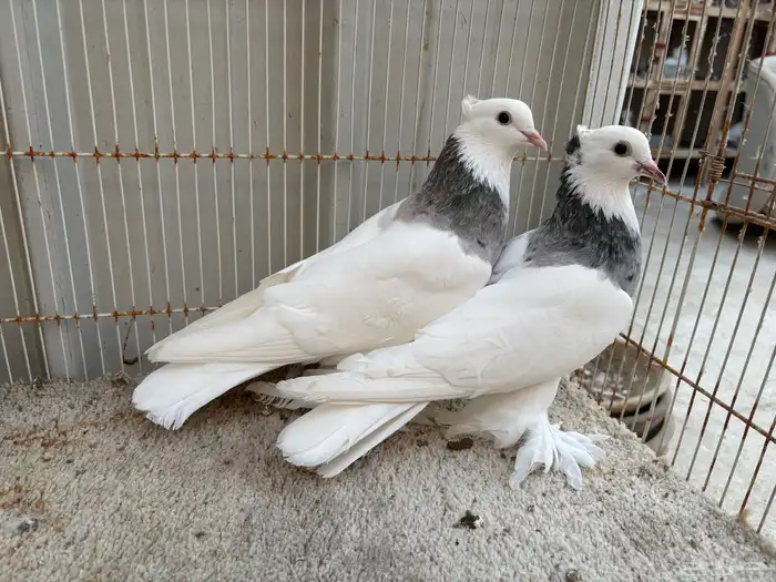 للعرض مو للبيع 0