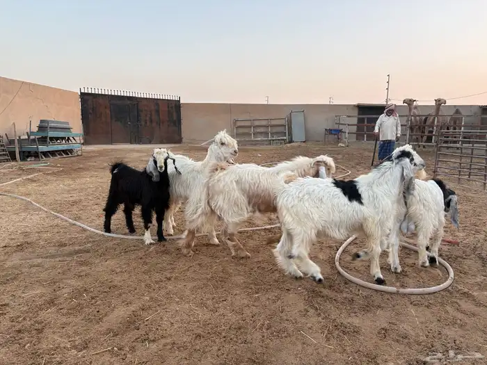 تيوس طيبه عدد 5 سومها 1060 10