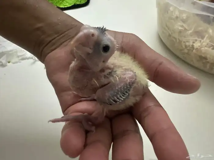 للبيع كروان غر ب 80 تم البيع 0