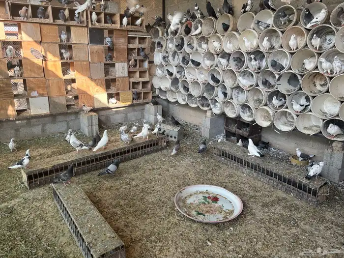 حمام عادي اكثرة فواتح وهندي كلهم عيال بعض 4