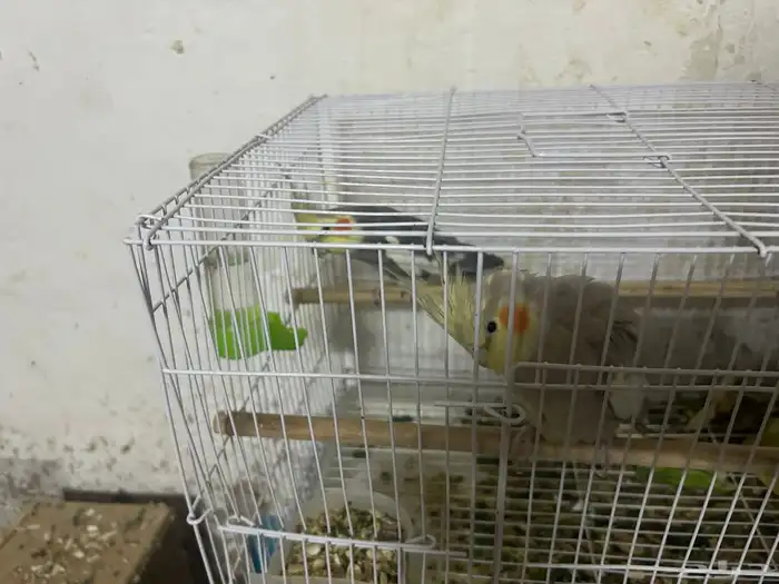 سلام عليكم جوز كروان منتاج 5