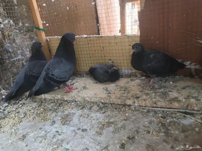 صنعاني اصيل شيبه 21