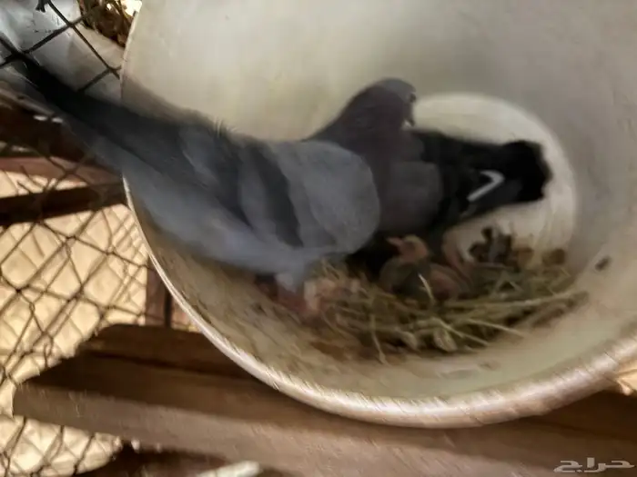 جوز صنعاوي 2