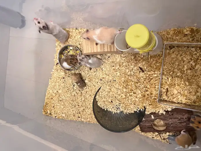 6 هامسترات سورية 4