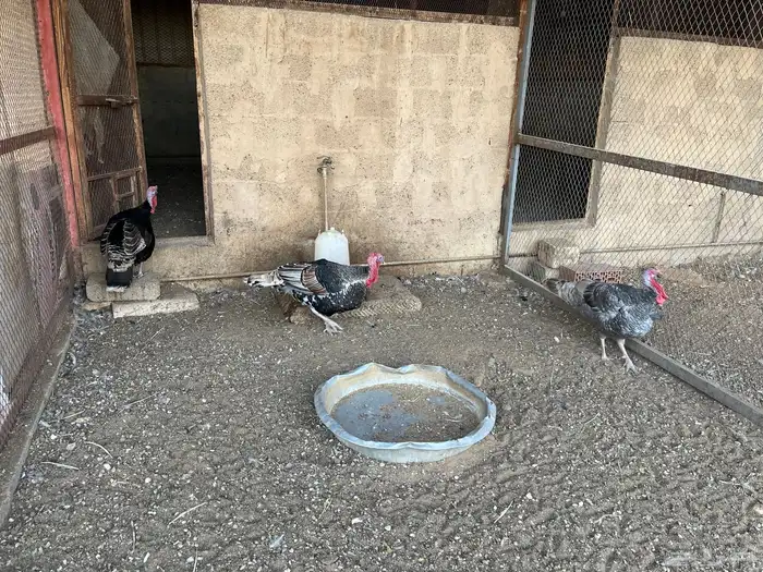 ديوك رومي للبيع 7