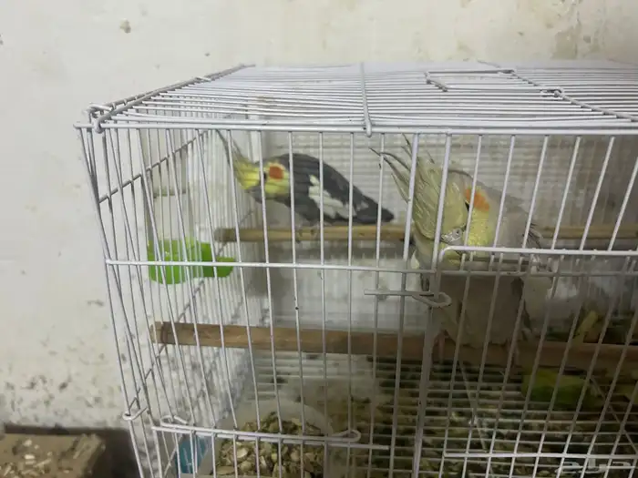 سلام عليكم جوز كروان منتاج 4