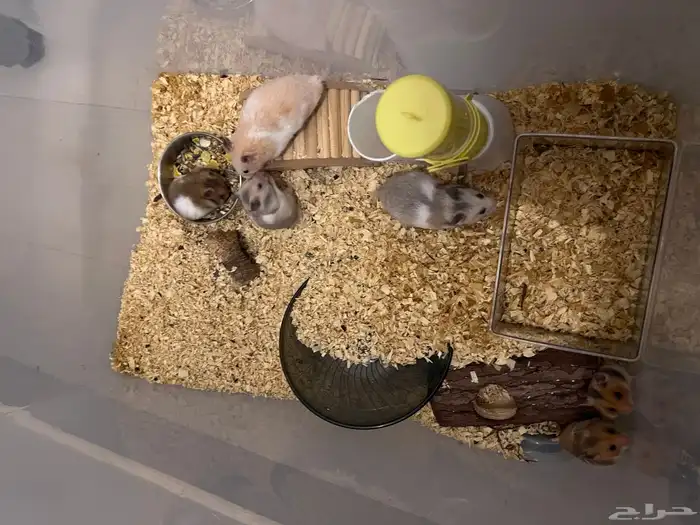 6 هامسترات سورية 0