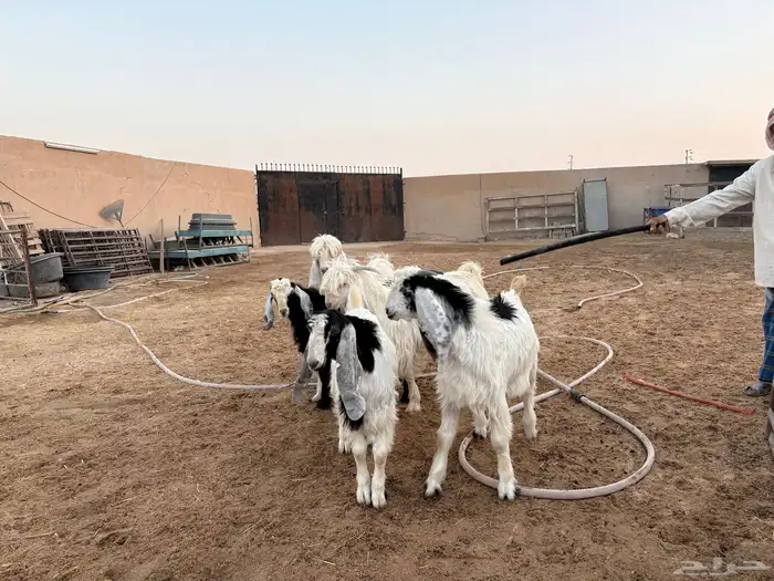 تيوس طيبه عدد 5 سومها 1060 6