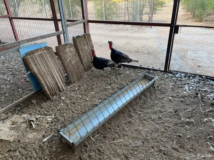 ديوك رومي للبيع 4