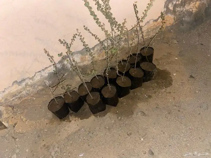 شتلات بشام  للييع 4