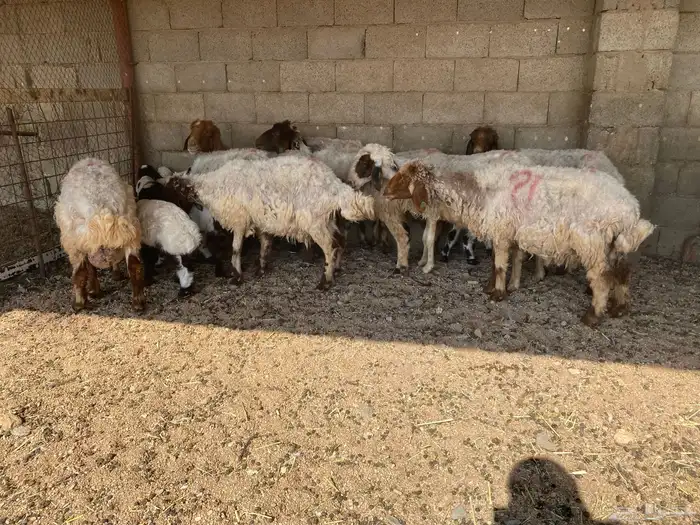 غنم مواليد نعيم 1