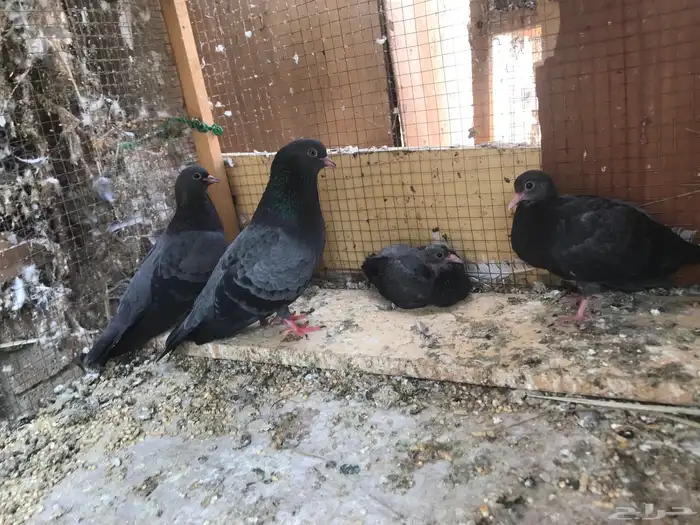 صنعاني اصيل شيبه 23