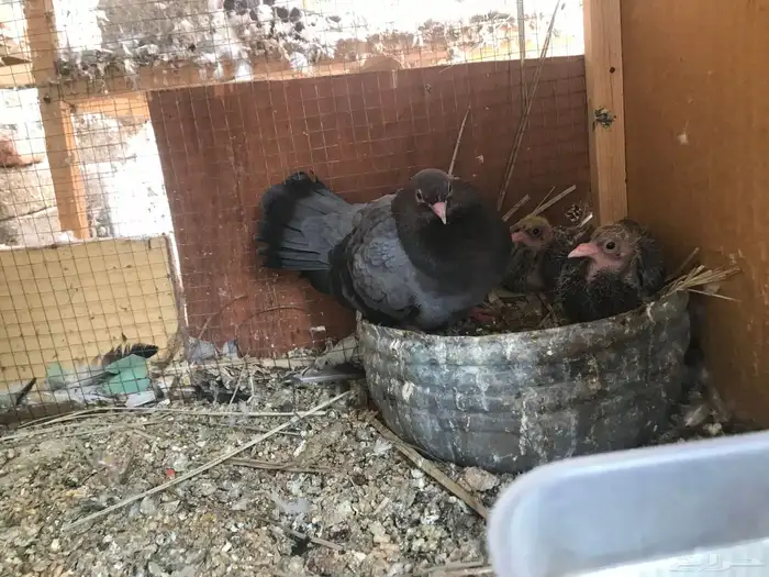 صنعاني اصيل شيبه 20