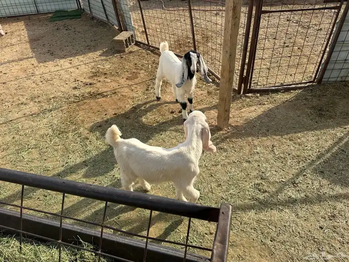 عنز بيضا مطوره معاها تيس وجفره رايمه واحد والثاني نرضعه منه 3